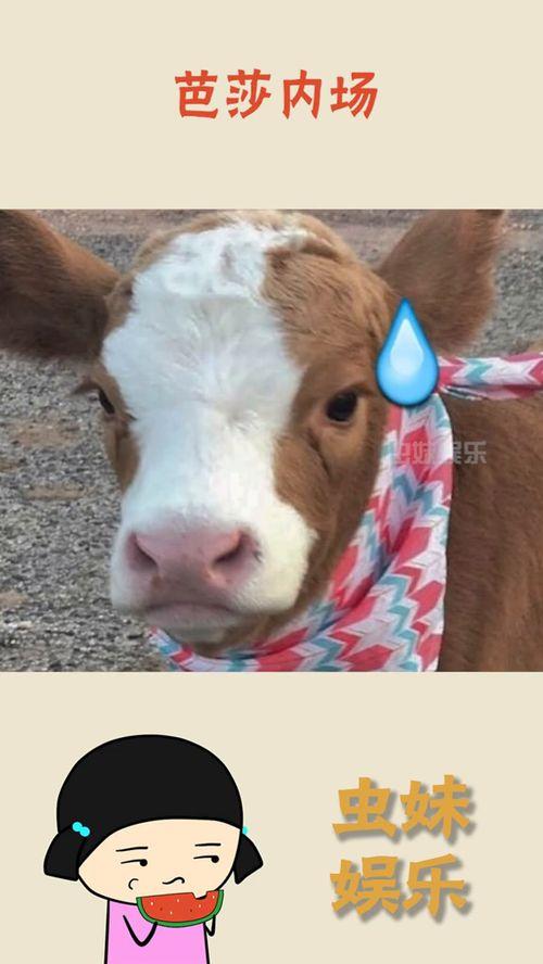 娱乐吃瓜酱嗷,揭秘娱乐圈那些不为人知的幕后故事